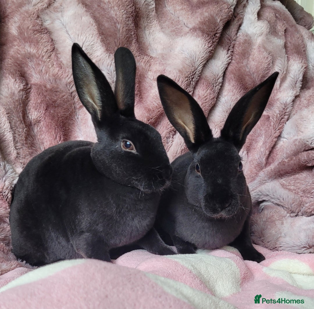 Rex rabbits for sale: Mini Rex babies- various colours & ages - Image 2