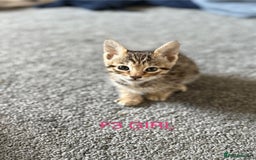 Savannah cats for sale: KIWANGA PEDIGREE F3 SAVANNAH KITTENS  - Image 29