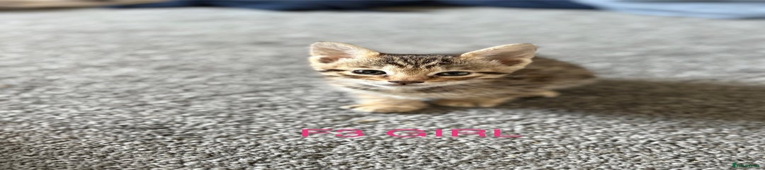 Savannah Kitten 4
