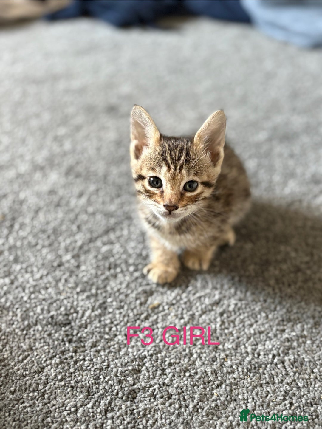 Savannah cats for sale: KIWANGA PEDIGREE F3 SAVANNAH KITTENS  - Image 29