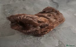 Shih Tzu dogs for sale: Imperial Shihtzu puppies - Image 1