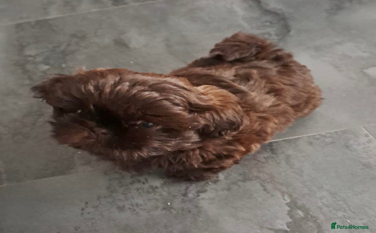 Shih Tzu dogs - Advert 1