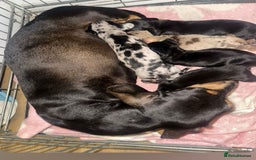 Miniature Dachshund dogs for sale: Short Haired Miniature Dachshunds - Image 19