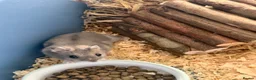 Hamster rodents for sale: Brand new full set up + dwarf male hamster  in Nottingham - Advert 1