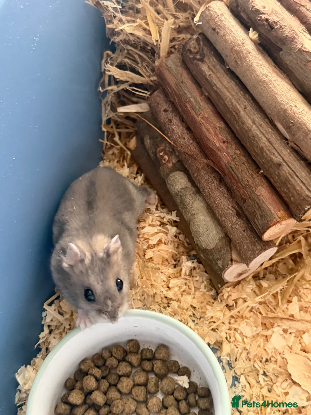 Hamster rodents for sale: Brand new full set up + dwarf male hamster  in Nottingham - Advert 1
