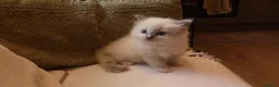 Ragdoll cats for sale: (ONLY 1 LEFT) Cuddly ragdoll kittens  - Advert 21