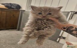 Ragdoll cats for sale: Gorgeous Longhair Ragdoll Kittens - Image 13