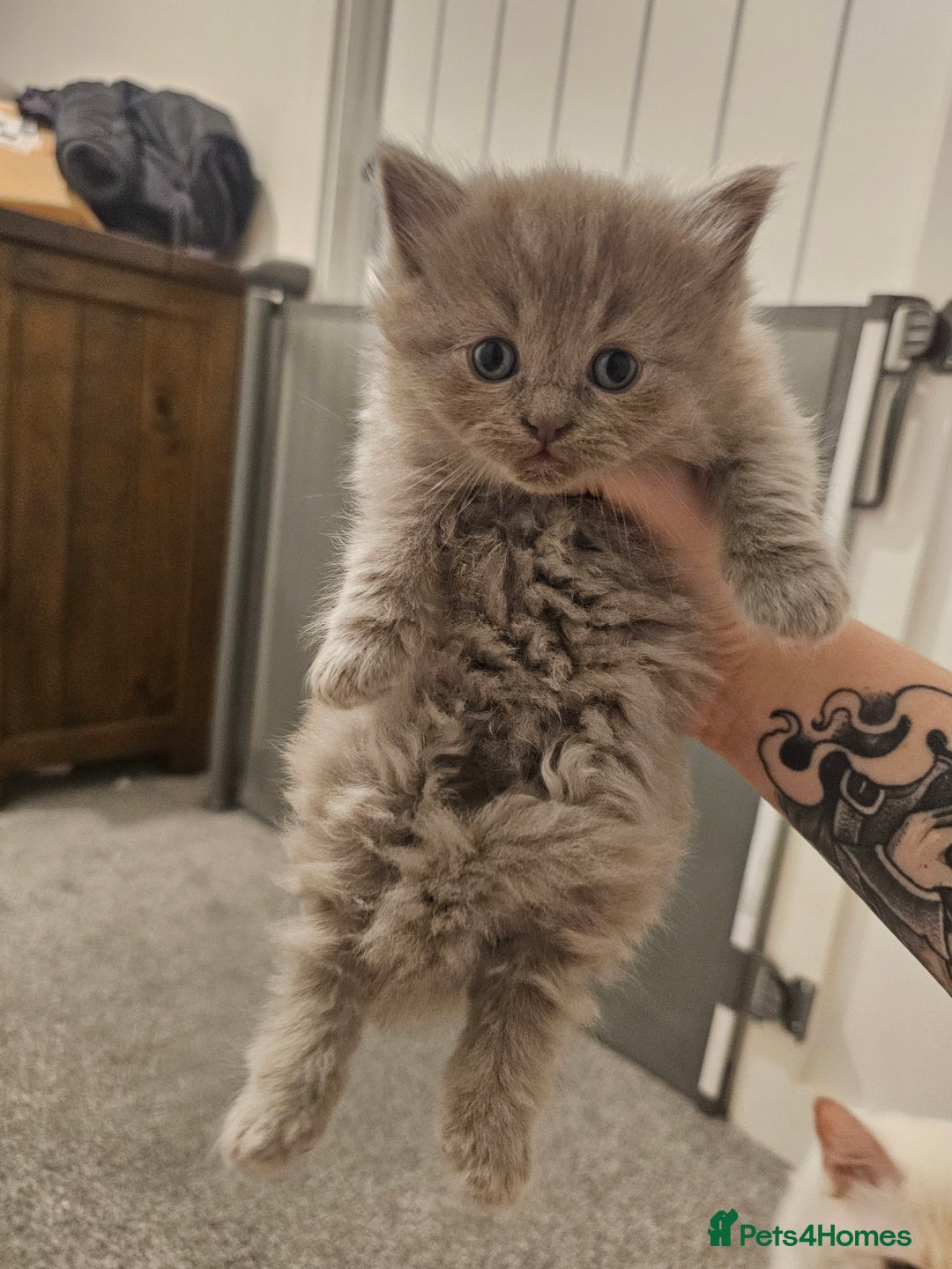 Ragdoll cats for sale: Gorgeous Longhair Ragdoll Kittens - Image 13