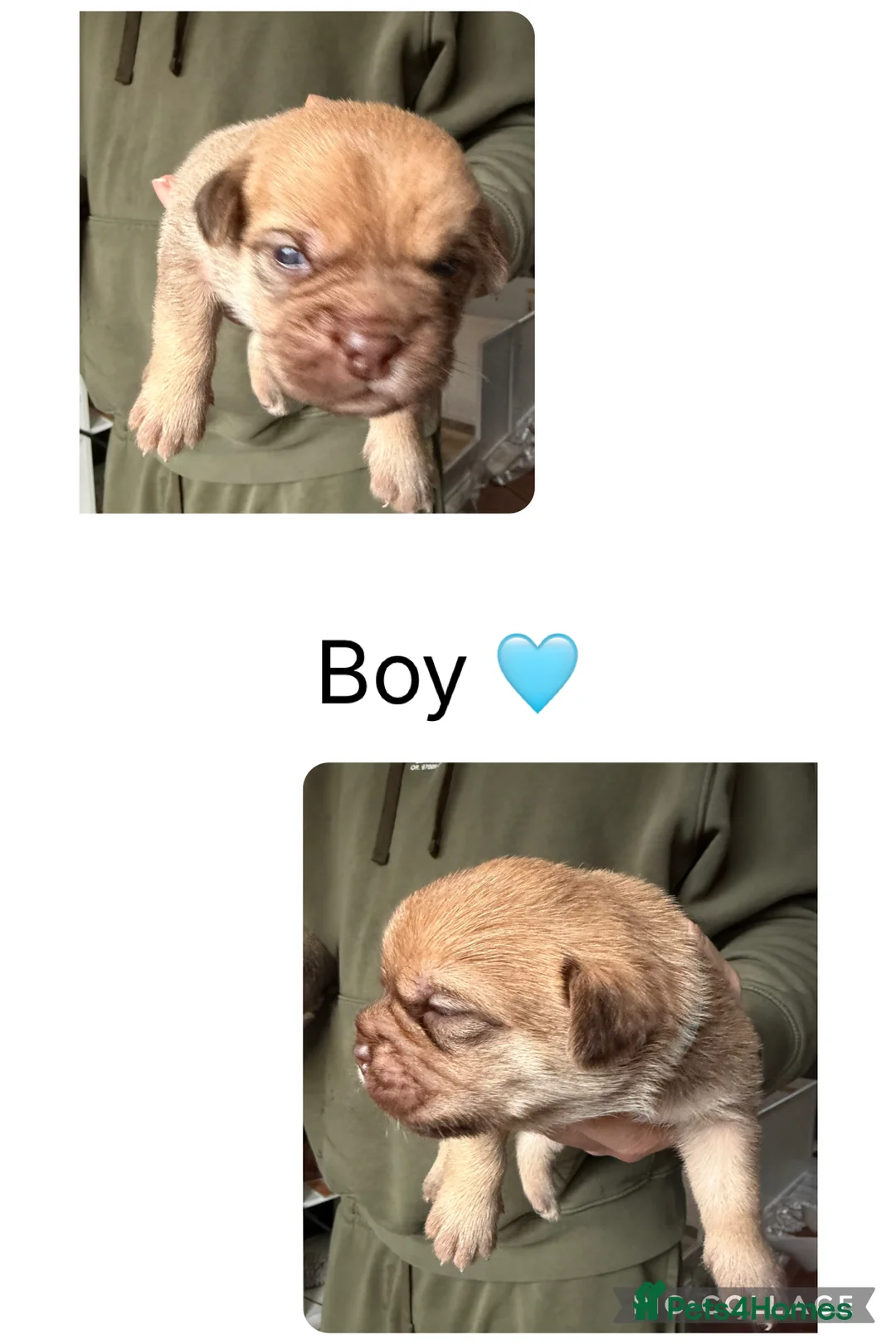 Mixed Breed dogs for sale: Shih-boodle - Advert 6