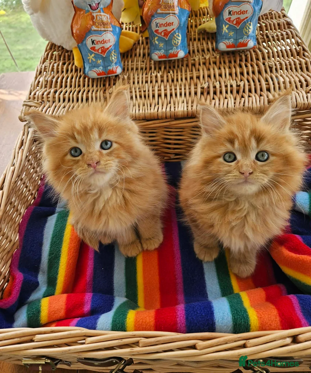 Maine Coon cats for sale: *STUNNING FLUFFY PEDIGREE MAINE COON KITTENS* - Advert 9
