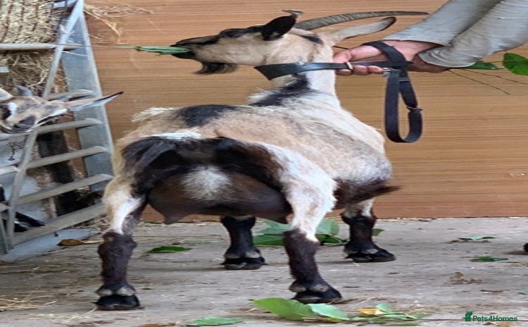 Goats livestock - Advert 1