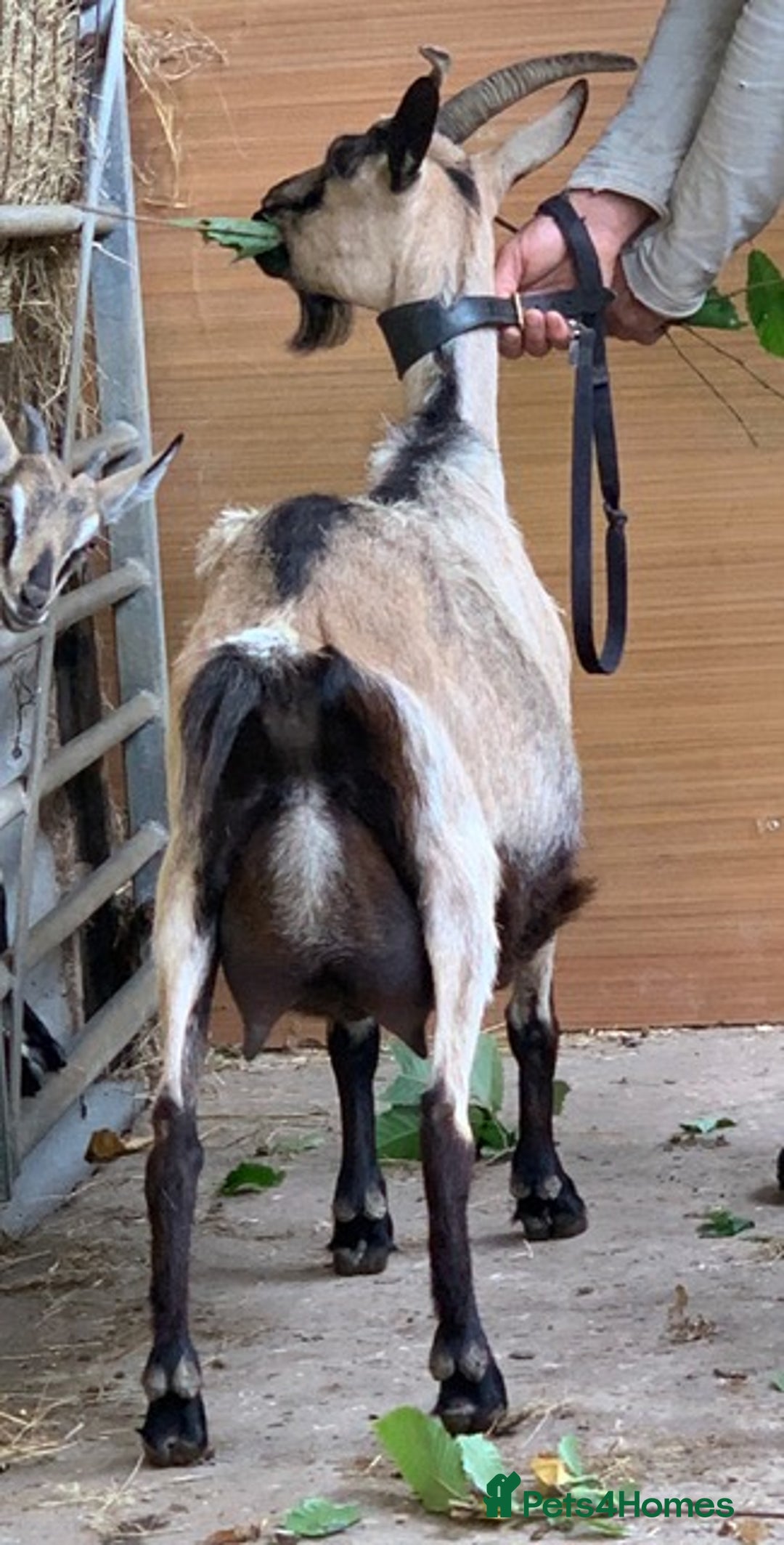 Goats livestock for sale: Three female English goats for £650 - Image 1