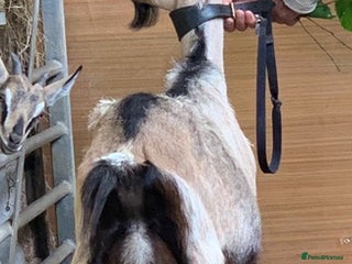 Goats livestock - Advert 25