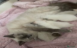 Ragdoll cats for sale: 3 boys remaining  - Image 2