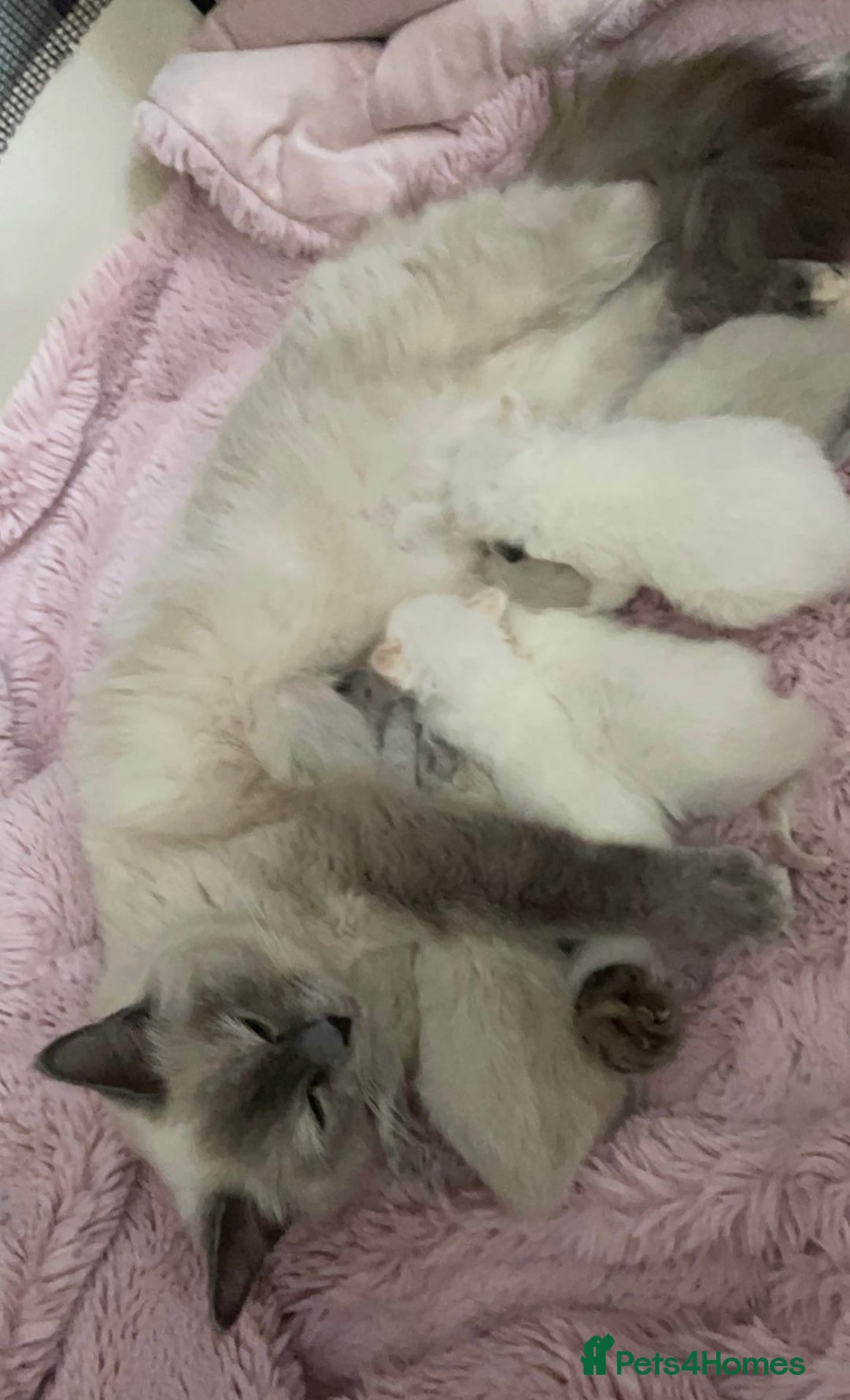 Ragdoll cats for sale: 3 boys remaining  - Image 2