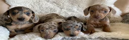 Dachshund dogs for sale: Gorgeous dachshund puppies deposit secure  - Advert 14