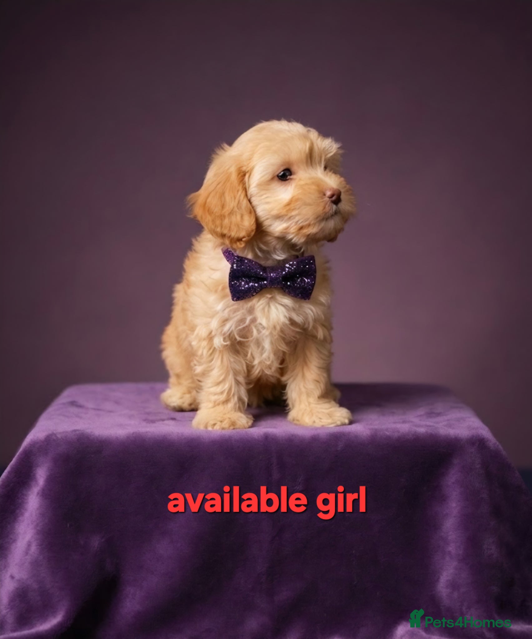 Cockapoo dogs 8-WeekOld Cockapoos Pups intelligent no sit, paw - Advert 5