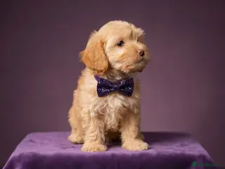 Cockapoo dogs 8-WeekOld Cockapoos Pups intelligent no sit, paw - Advert 5