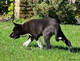 Border Collie dogs ISDS Registered Border Collie pup - Advert 9