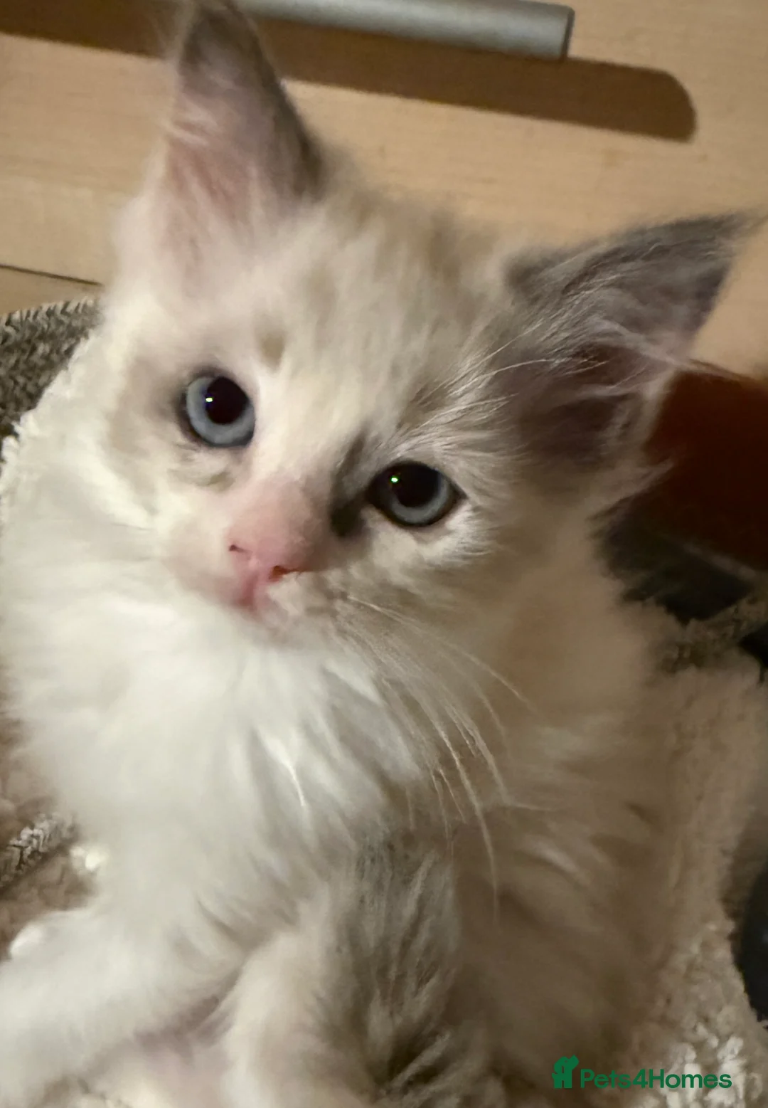 Ragdoll cats for sale: Female Ragdoll Kitten - Advert 4