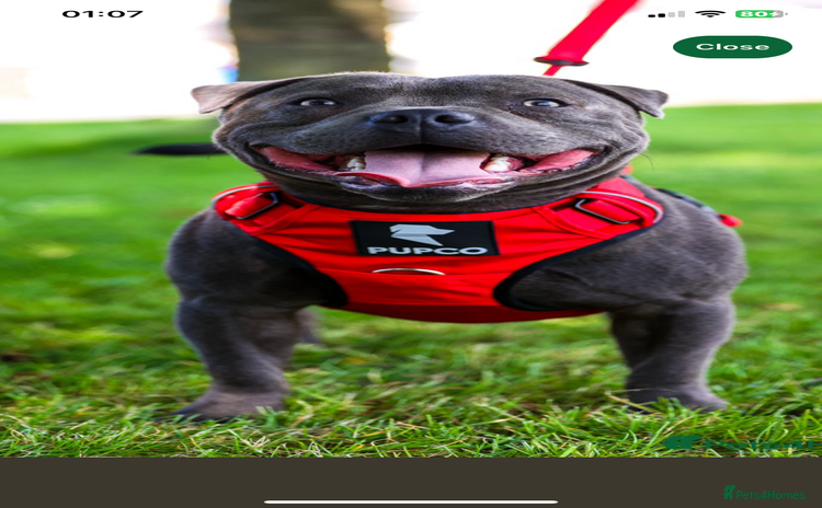 Staffordshire Bull Terrier dogs - Advert 3