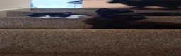 Mixed Breed cats for sale: kittens - Advert 15