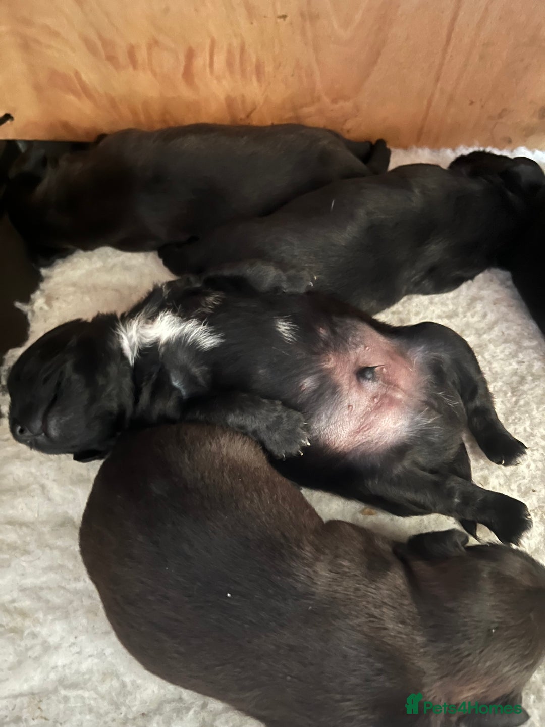 Patterdale Terrier dogs for sale: 6 Gorgeous Patterdale pups - Image 5