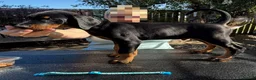 Dobermann dogs for sale: Stunning KC reg Doberman puppies  - Advert 7