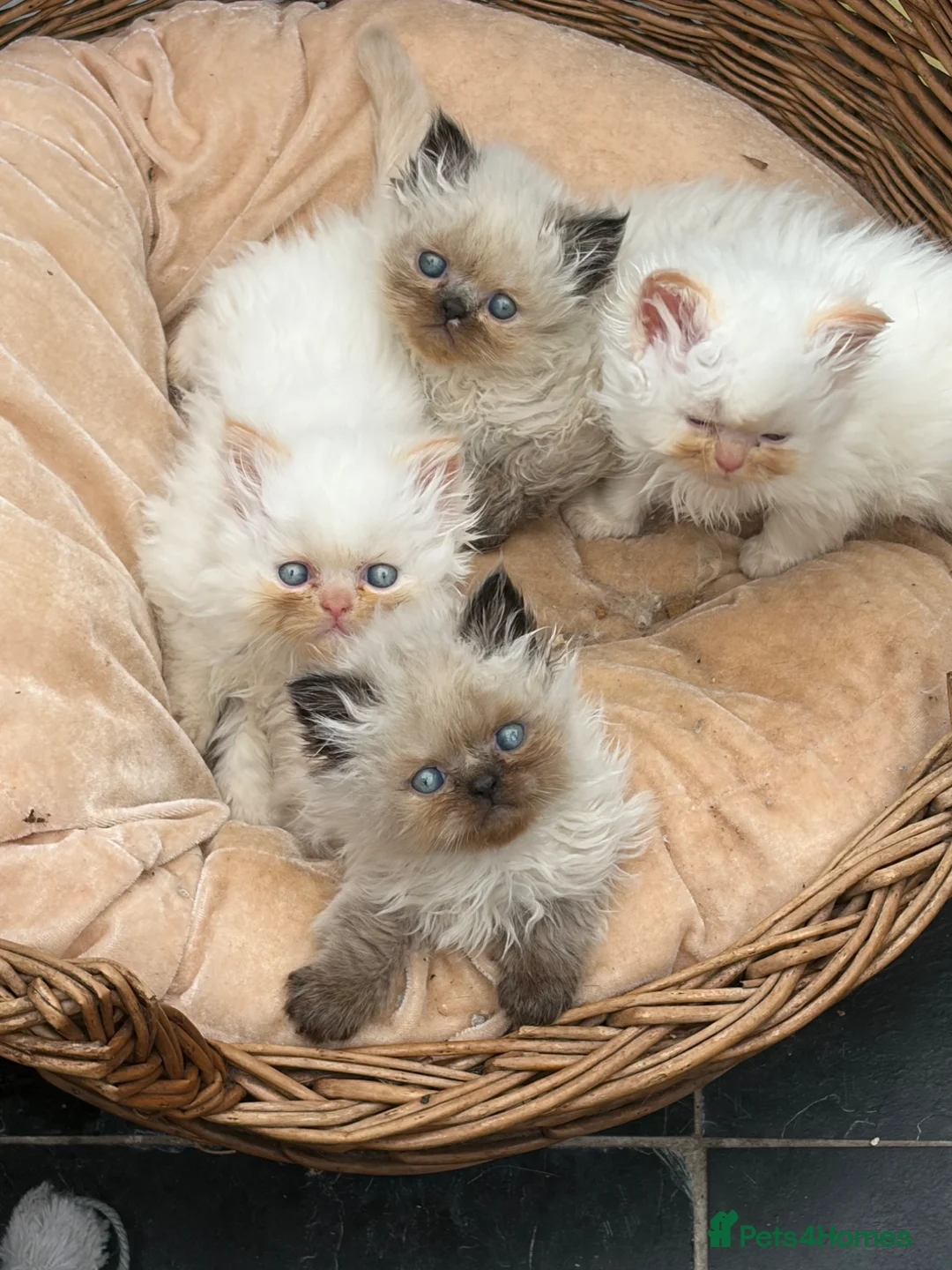 Persian cats for sale: Stunning colour point Persian kittens - Advert 7