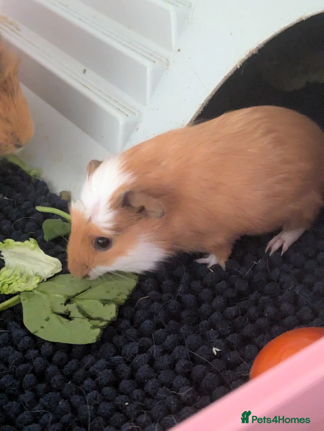 Guinea Pig rodents for sale: Beautiful Guinea pigs available soon. - Advert 1