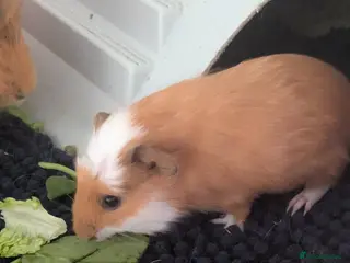 Guinea Pig rodents Beautiful Guinea pigs available soon. - Advert 1