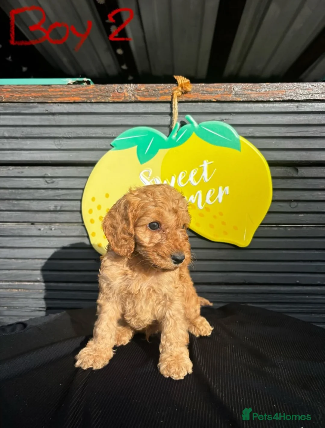 Cockapoo dogs for sale: STUNNING F1 RED COCKAPOO ready now! - Advert 1