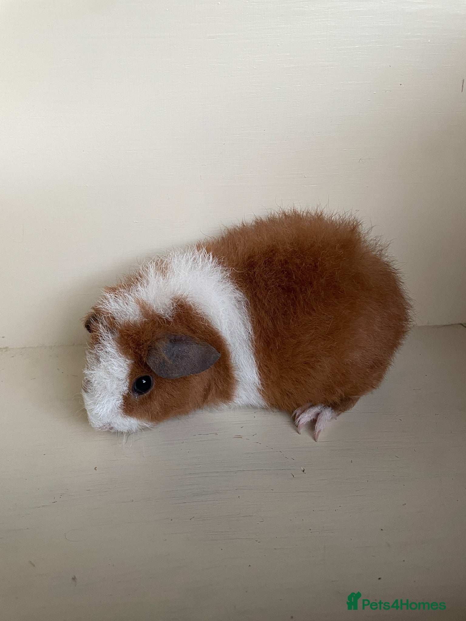 Guinea Pig rodents Baby Rex Guinea pigs. Boys & girls  - Advert 13