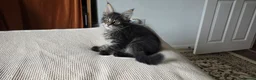 Maine Coon cats for sale: Maine coon kitten  - Advert 34