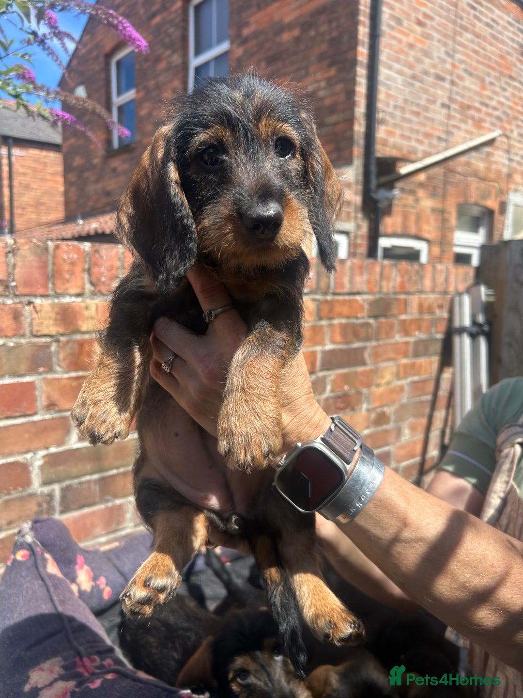 Dachshund dogs for sale: 2 left! standard dachshund puppies ready now! - Image 9