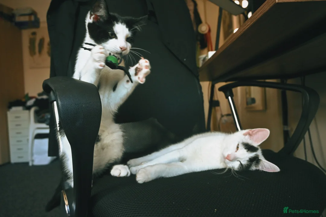 British Longhair cats for sale: We are a bonded pair looking for our forever home! - Advert 1