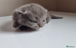 Scottish Fold cats for sale: Very Friendly Kittens, Pedigree Scottish Fold  - Image 25