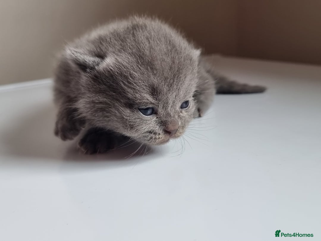 Scottish Fold cats for sale: Very Friendly Kittens, Pedigree Scottish Fold  - Image 25