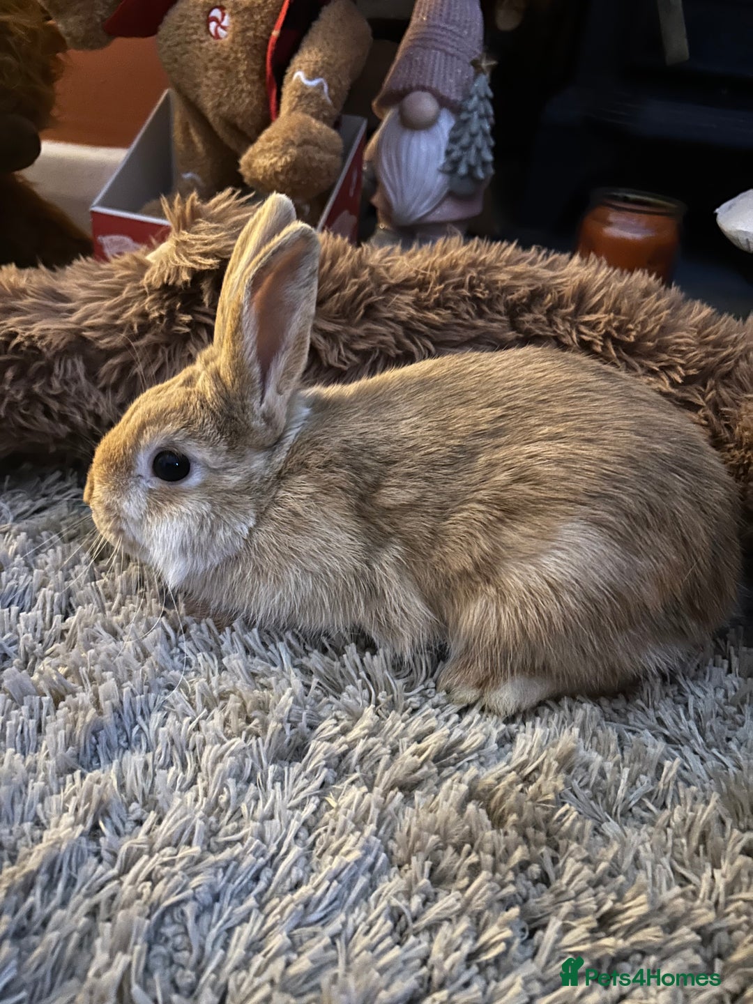 Netherland Dwarf rabbits for sale: Netherland dwarf  - Advert 3