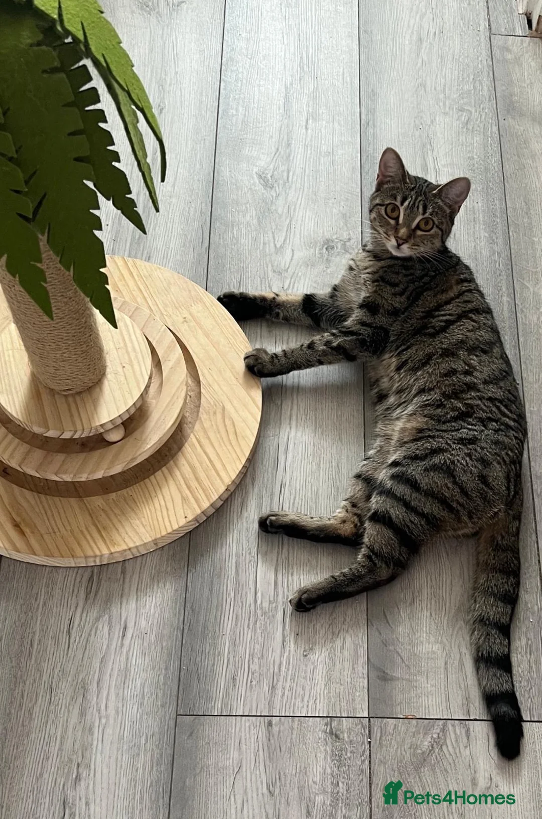 Mixed Breed cats for sale: Loving gentle cat looking for good home  in London - Advert 1