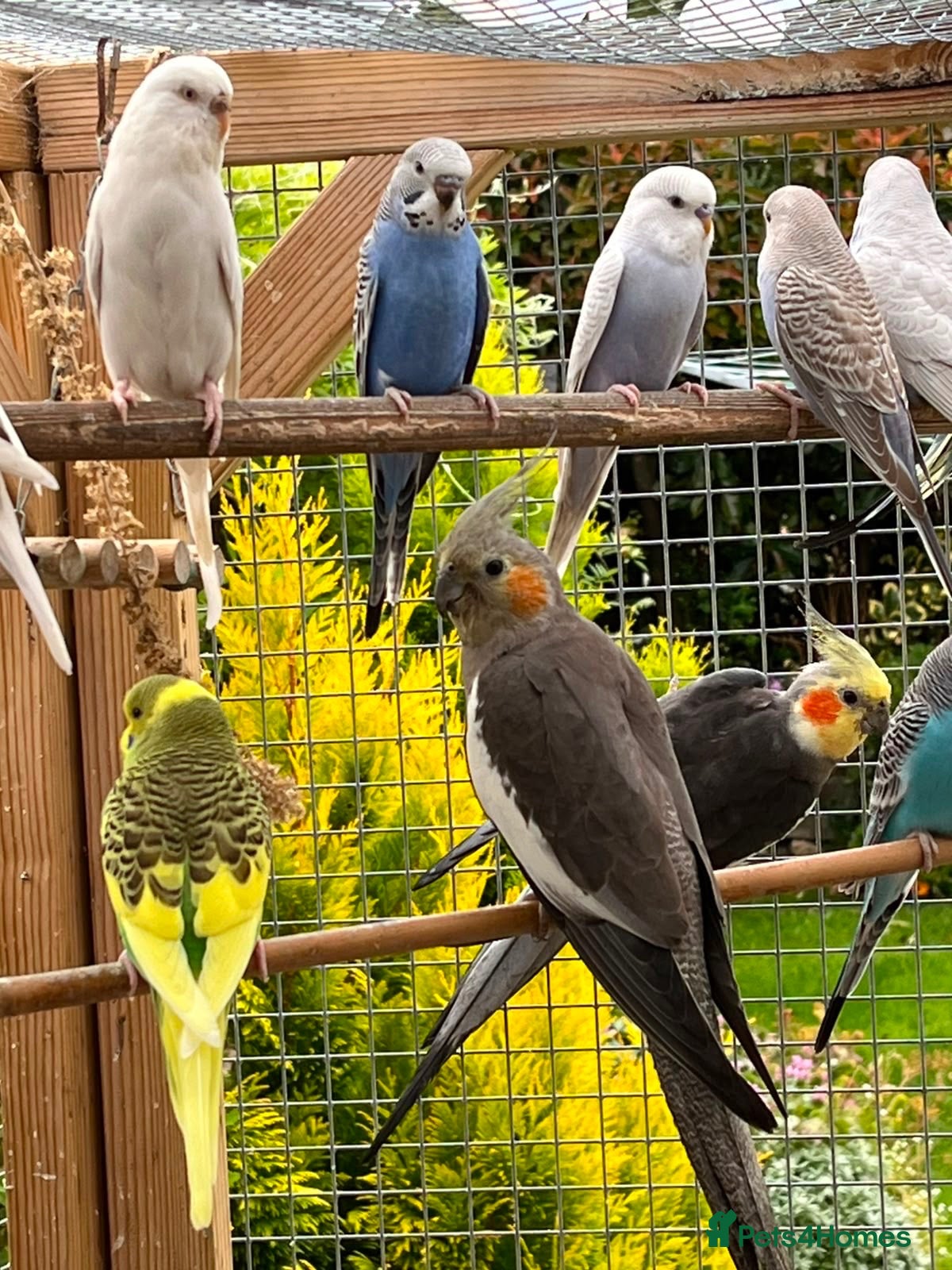 Cockatiels birds Cockatiels & budgies  - Advert 21