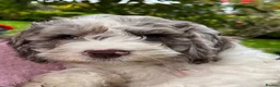 Cockapoo dogs for stud: Miniature Poodle Stud Dog DNA Tested Somerset - Advert 12