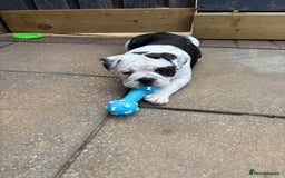 Olde English Bulldogge dogs for sale: Last 2 baby girls left  - Image 25
