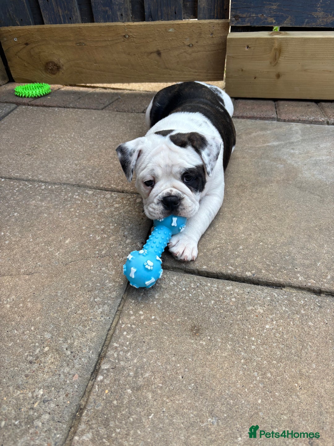 Olde English Bulldogge dogs for sale: Last 2 baby girls left  - Image 25