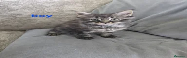 Maine Coon 4
