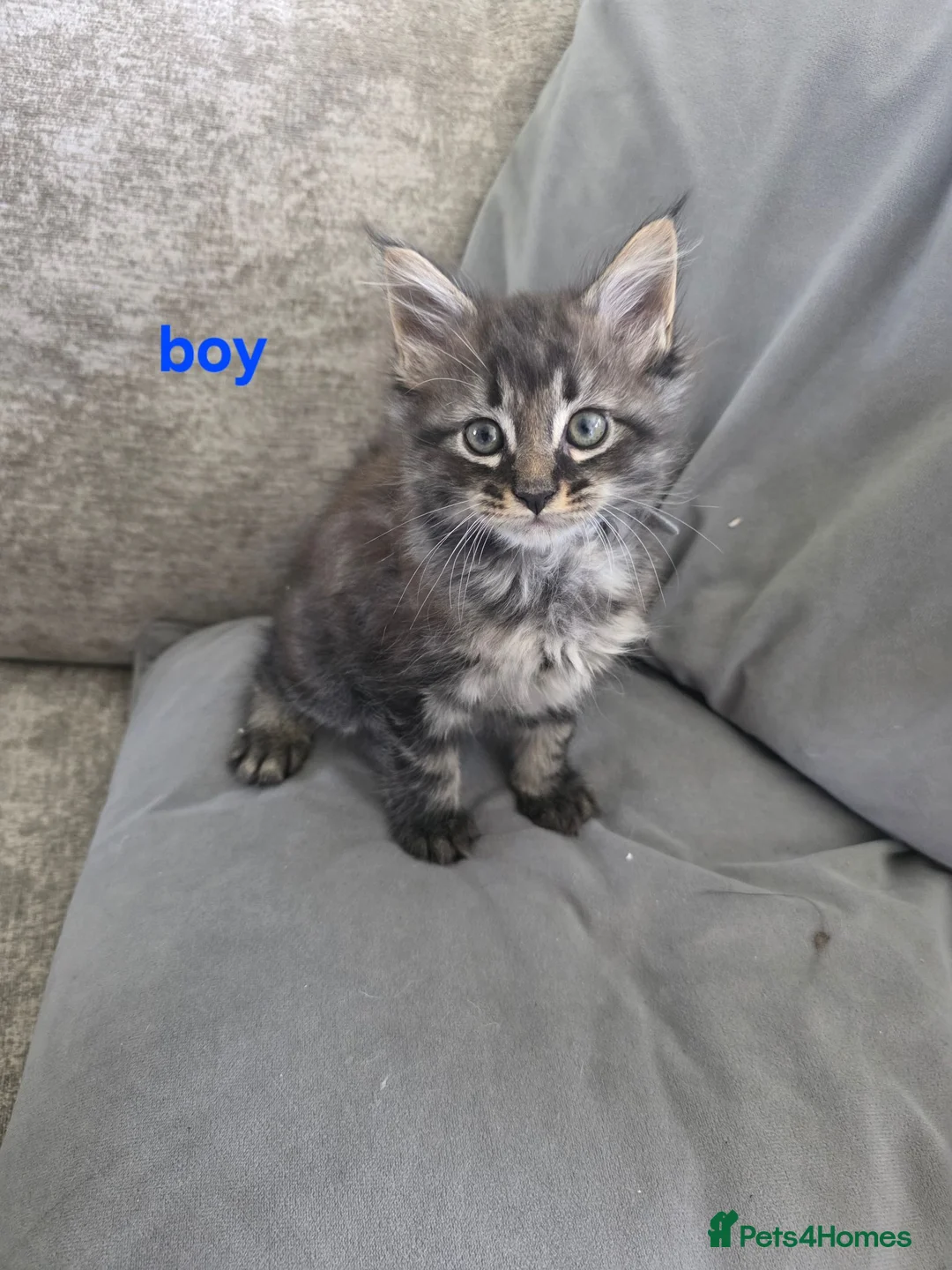 Maine Coon cats for sale: Maine coons kittens 1g and 4 boys - Advert 20