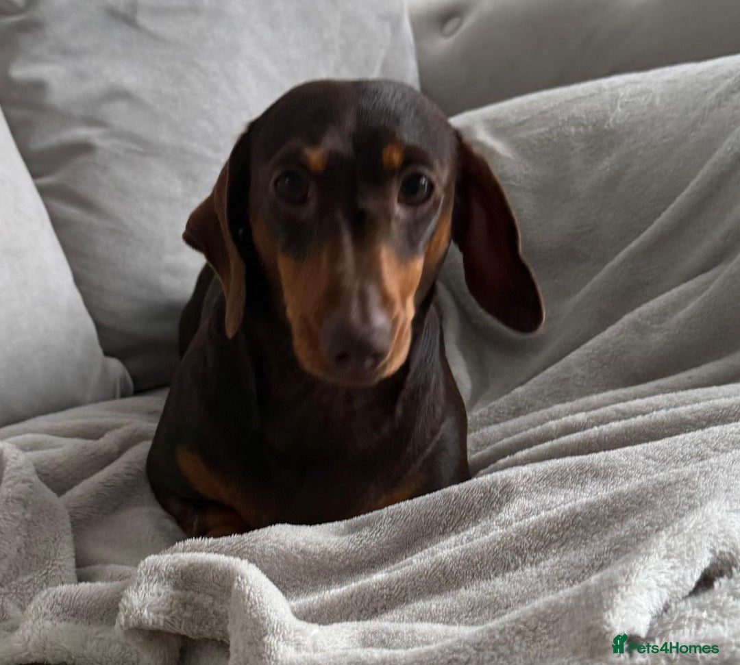 Miniature Dachshund dogs for sale: Beautiful lulu miniature dachshund  - Image 18