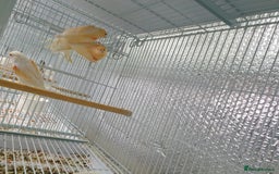 Canaries birds for sale: Canary for sale  - Image 17