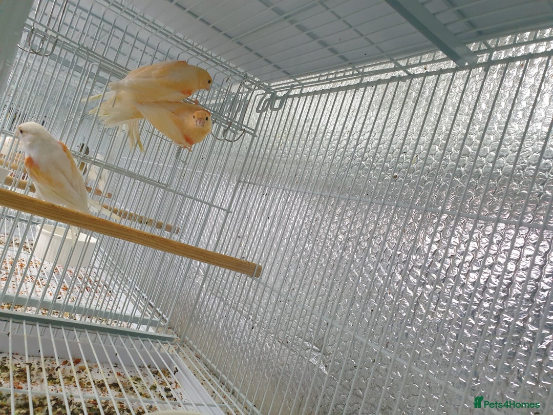 Canaries birds for sale: Canary for sale  - Image 17