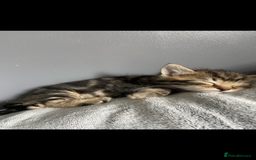 Mixed Breed cats for sale: Gorgeous Bengal tabby/Rusian blu cross mix Kittens - Image 4